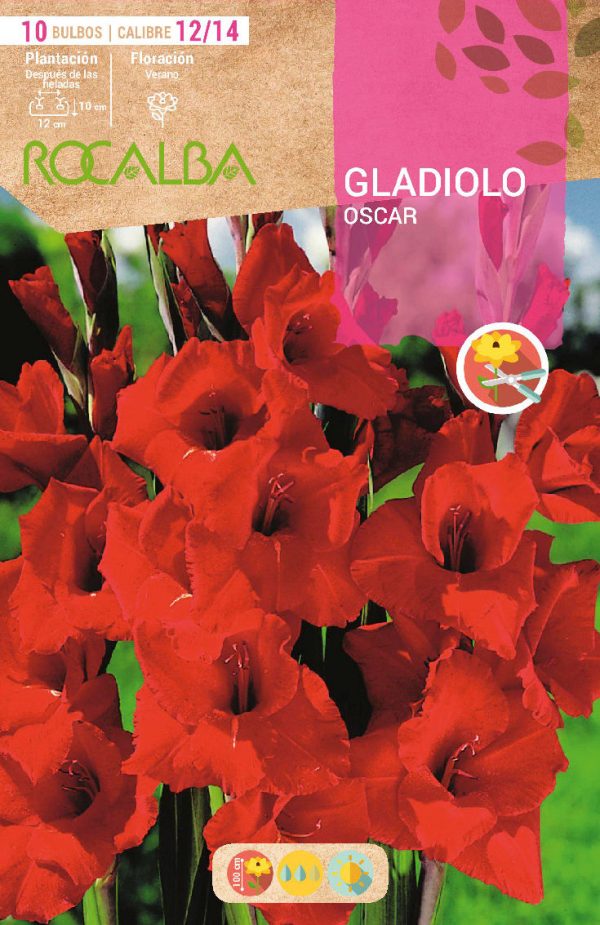 Bulbos Gladiolo Oscar Rocalba