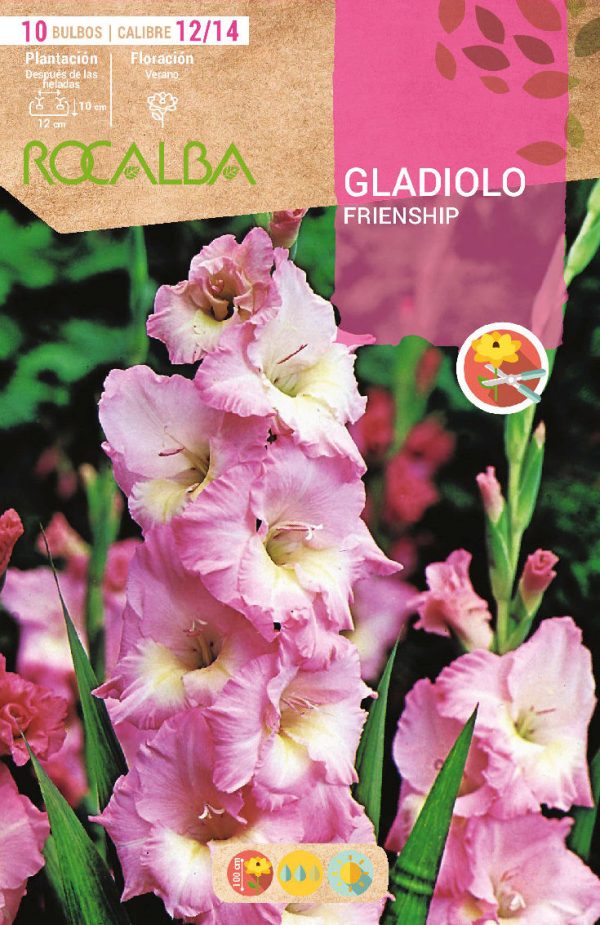 Bulbos Gladiolo Friendship Rocalba