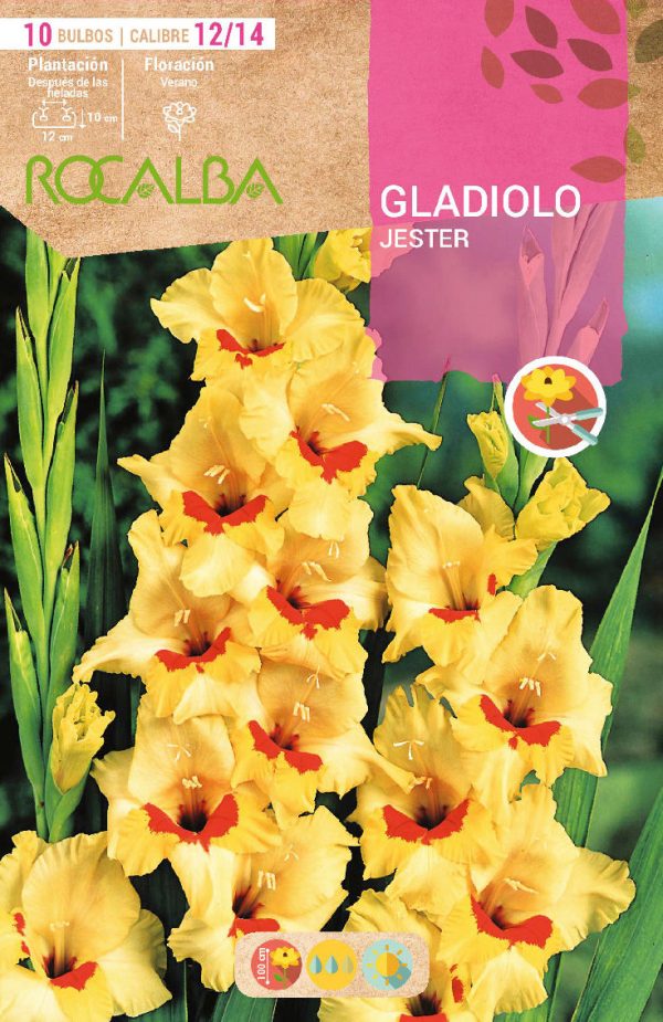 Bulbos Gladiolo Jester Rocalba