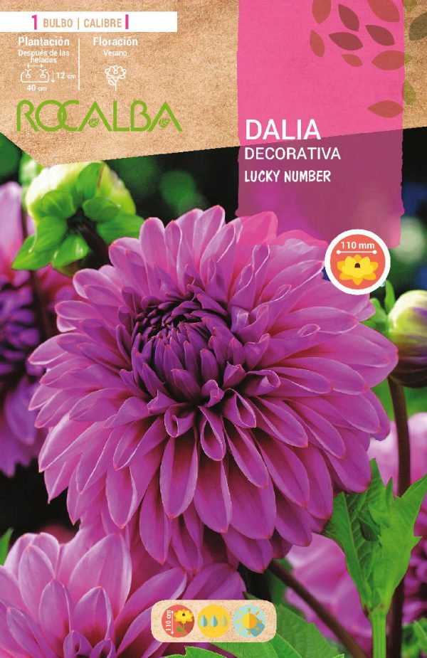 Bulbos Dalia Lucky Number Lila Rocalba