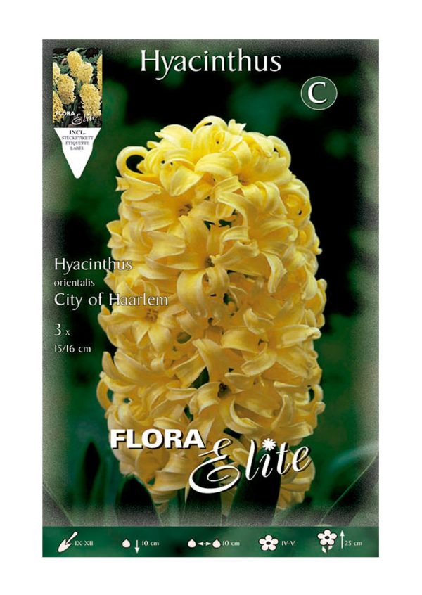 Bulbos Jacinto Orientalis City Of Haarlem Elite