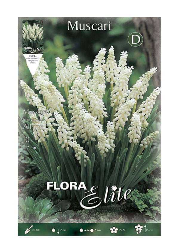 Bulbos Muscari Album Elite