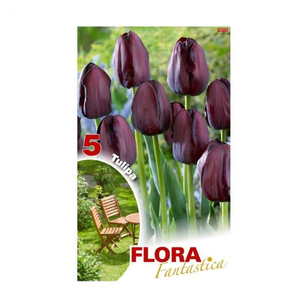 Bulbos Tulipan Negro Flora Fantastica Elite