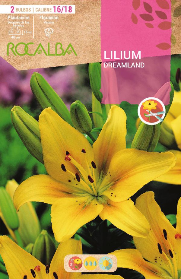 Bulbos Lilium Dreamland Rocalba