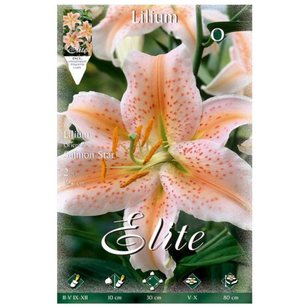 Bulbos Lilium Oriental Salmon Star Elite