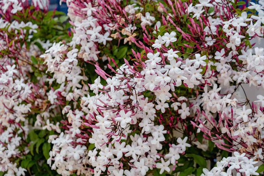 Jasminun polyanthum, jazmin blanco rojizo oloroso o jazmín de china